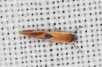 Batia lunaris