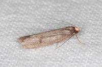 Agnoea langohri