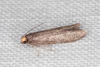 Agnoea langohri