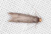 Agnoea langohri