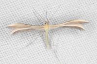 Merrifieldia malacodactyla
