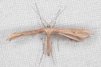 Emmelina monodactyla
