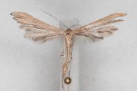 Emmelina monodactyla
