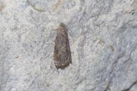 Grapholita janthinana