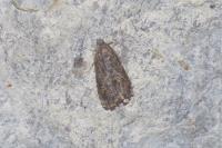 Grapholita janthinana