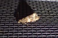 Celypha lacunana