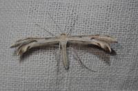 Calyciphora nephelodactyla