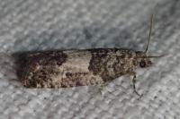 Spilonota laricana