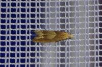 Eucosma conterminana