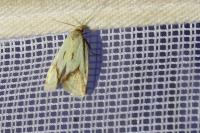 Agapeta hamana