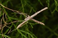 Agdistis tamaricis
