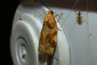 Archips xylosteana