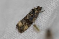 Endothenia gr. gentianaeana