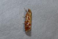 Rhyacionia buoliana