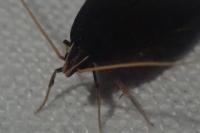 Homaloxestis briantiella