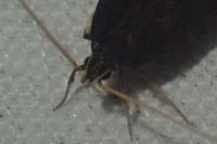 Homaloxestis briantiella