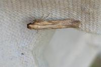 Metzneria