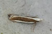 Dichomeris marginella