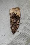 Hedya ochroleucana