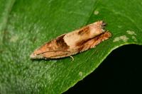 Epinotia tenerana