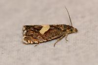 Dichrorampha petiverella