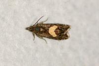 Dichrorampha petiverella