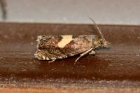 Dichrorampha petiverella