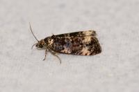 Endothenia marginana