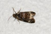 Endothenia marginana