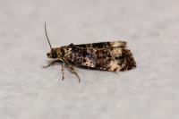 Endothenia marginana