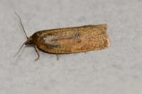 Aphelia viburnana