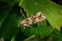 Celypha rivulana