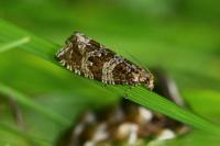 Celypha rivulana