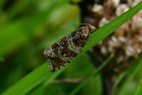 Celypha rivulana