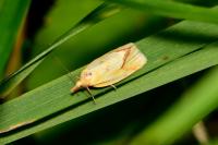 Agapeta hamana