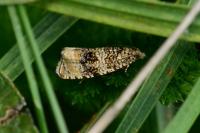 Celypha lacunana