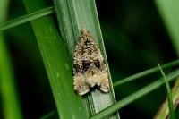 Celypha lacunana