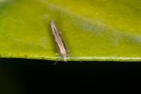 Plutella xylostella