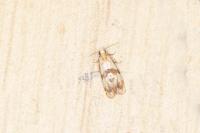 Phalonidia contractana