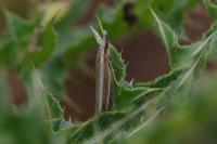 Pleurota aristella