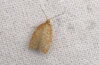 Acleris quercinana