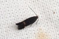 Aproaerema anthyllidella