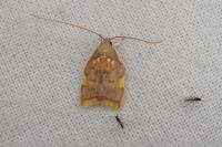 Carcina quercana