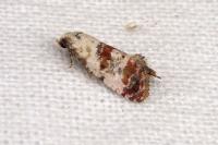 Neocochylis hybridella