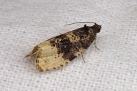 Hedya ochroleucana
