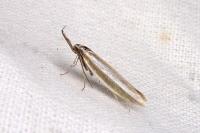 Pleurota aristella