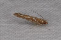 Pyroderces argyrogrammos