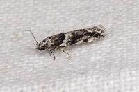 Recurvaria nanella