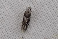 Recurvaria nanella