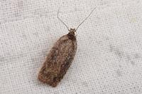 Agonopterix ciliella/heracliana